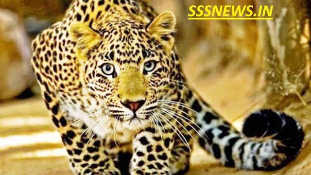 8-bahraich-leopard-took-away-8-year-old