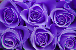 purple roses rose flowers colors meanings wallpapers lavender flower shades colored things redbubble colour nature beauty colorful pretty