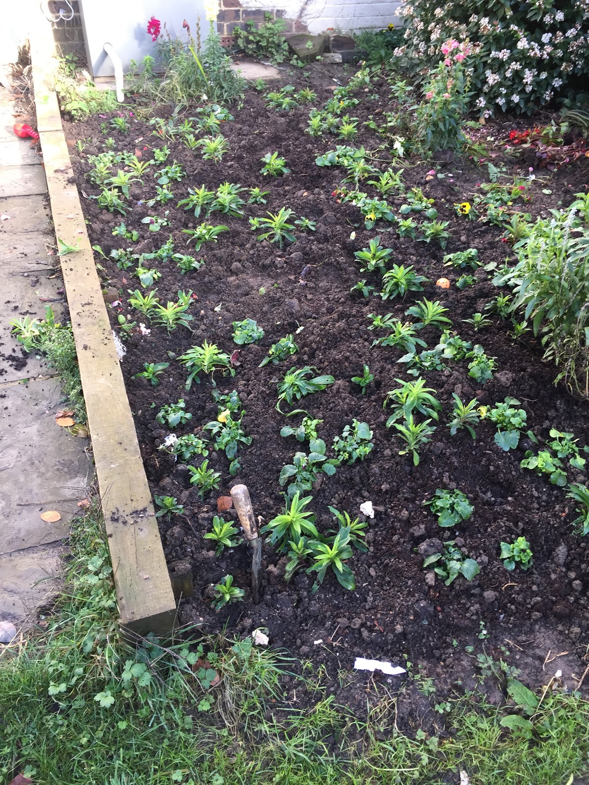 Winter Flowering Bedding Review