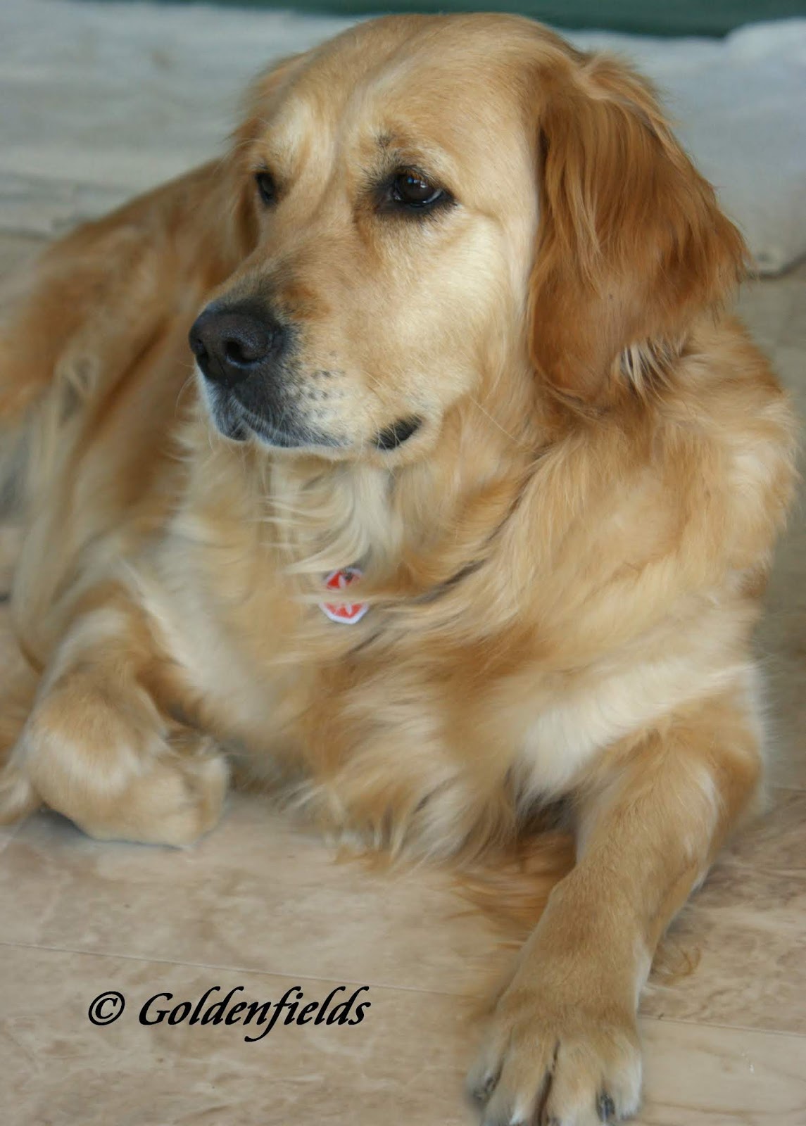 Goldwelpen Golden Retriever Welpen Familienzucht Golden Retriever Welpen Wurfplanung Aktuell Wir Erwarten Welpen Von Unserer Luxy Und Malcolm Anfang Juli 2020