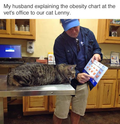 funny vet pictures, funny cat, cat humor, friday funnies