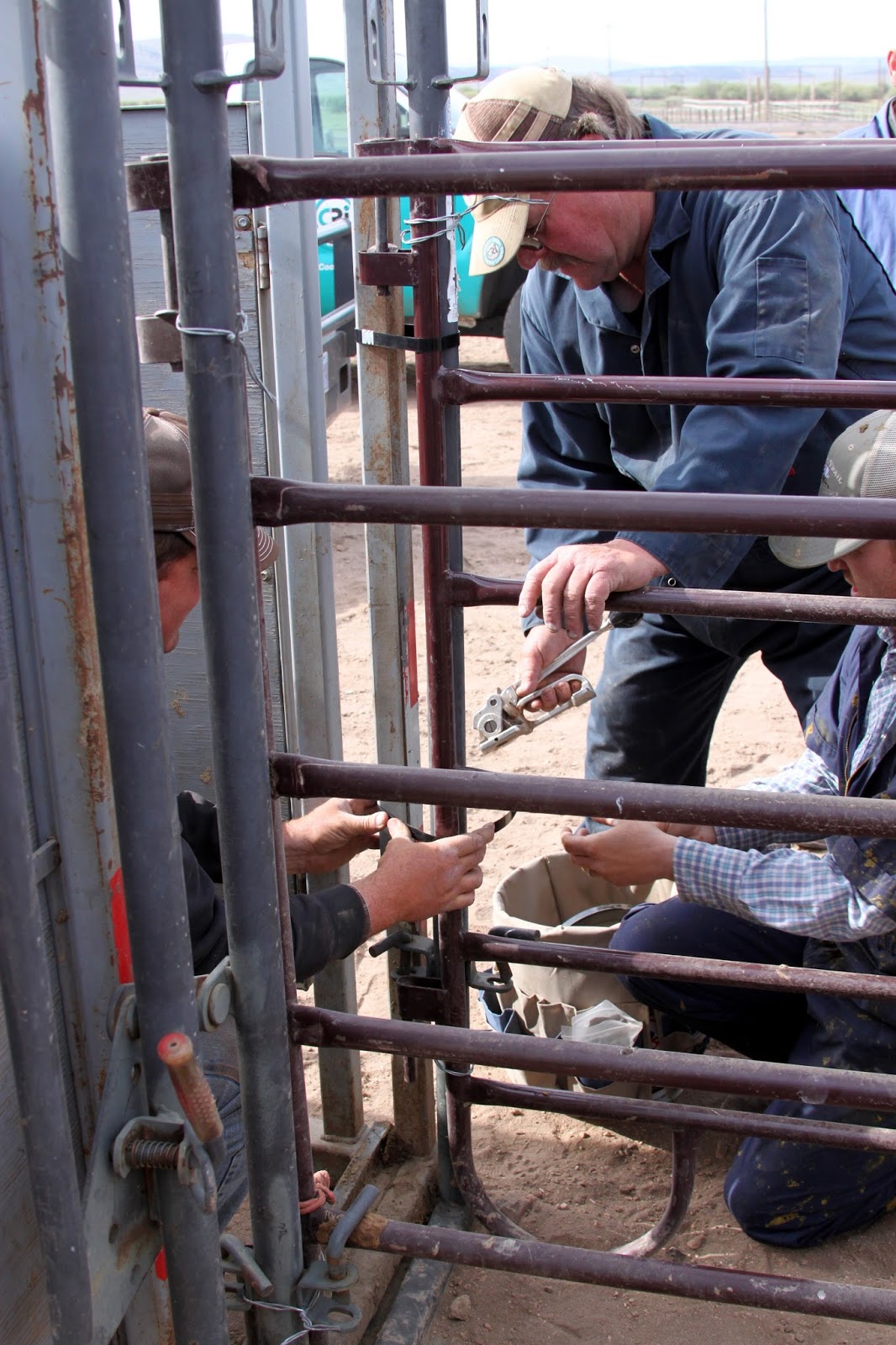 Success is Reason Enough: Breeding at the GI Ranch.