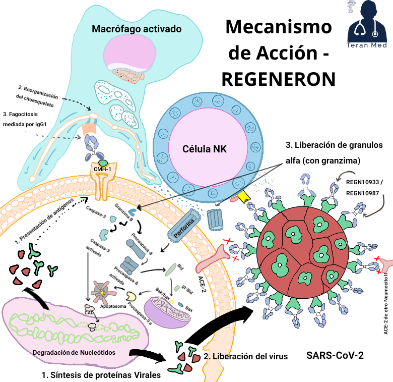 Medicina covid19 regeneron mecanismo de accion inhibe la entrada viral y  media la fagocitosis de las celulas infectadas casirivimab