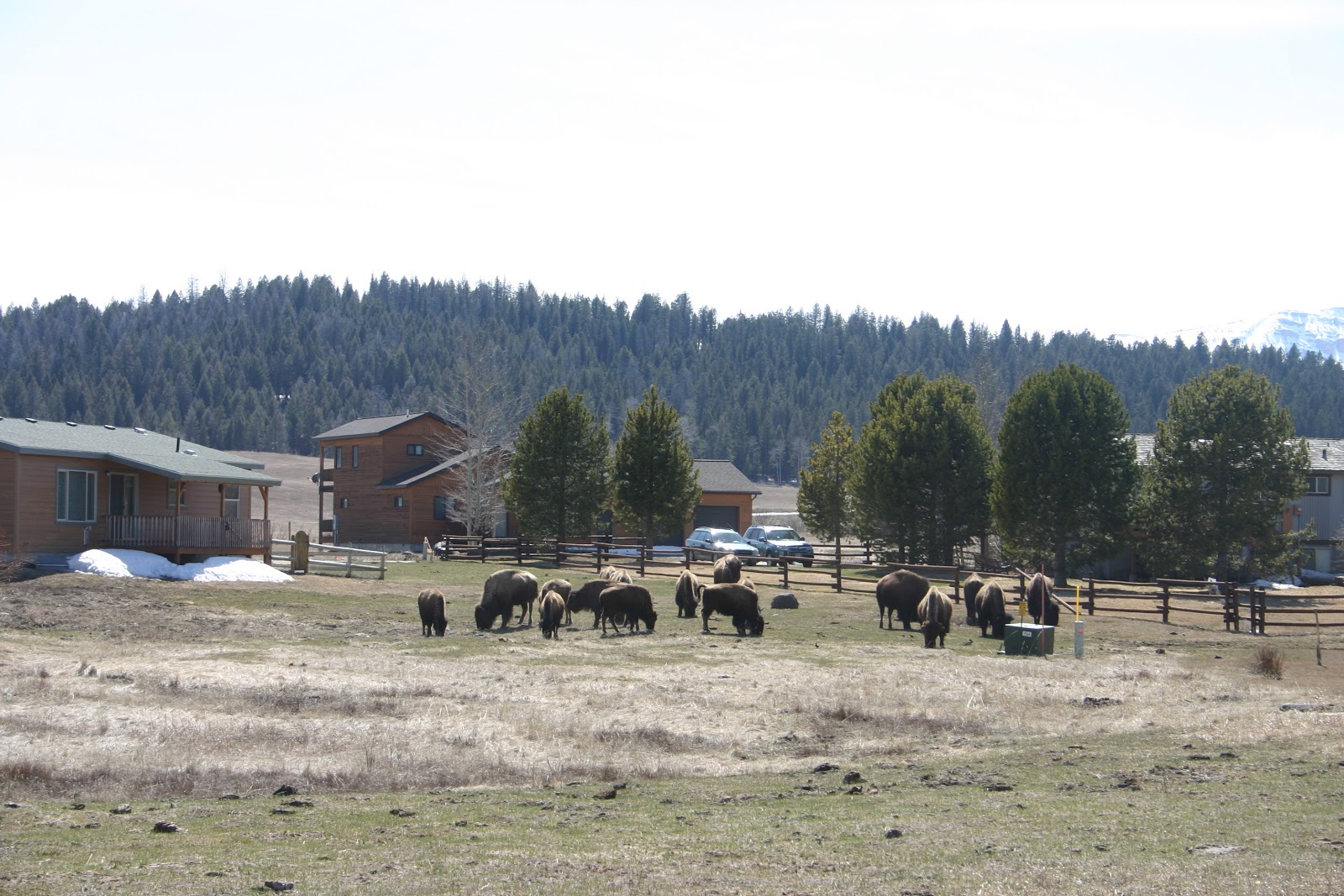 Yellowstone And More THE BISON ON HORSE BUTTE