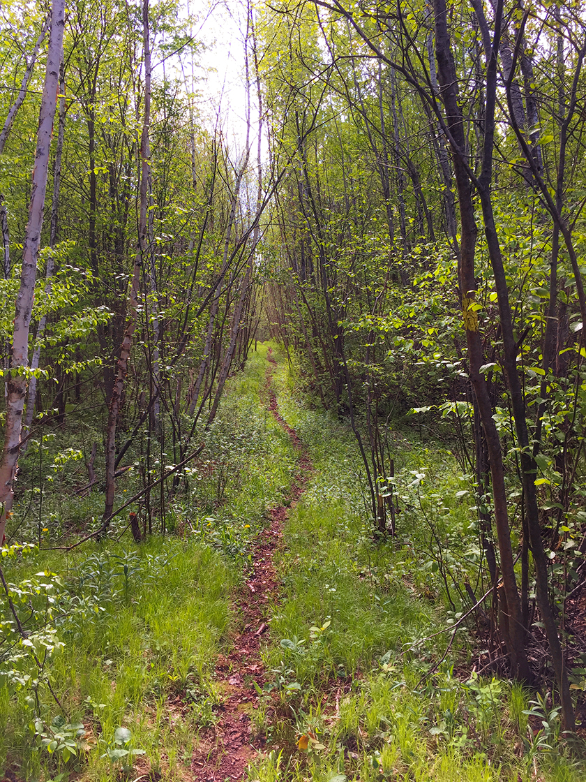 Thickets on the Turtle Rock Segment of the Ice Age National Trail