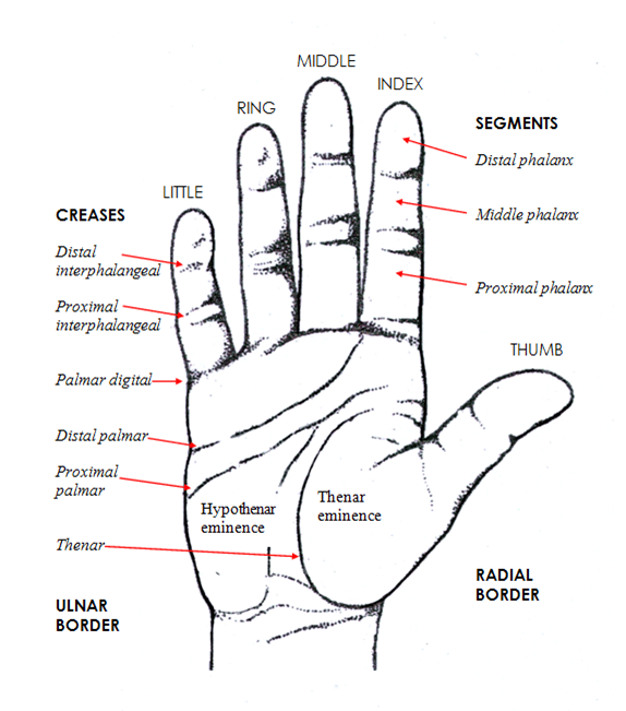 erkekhemsire: Anatomik Terimler