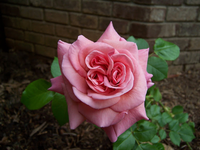 My Pink Rose