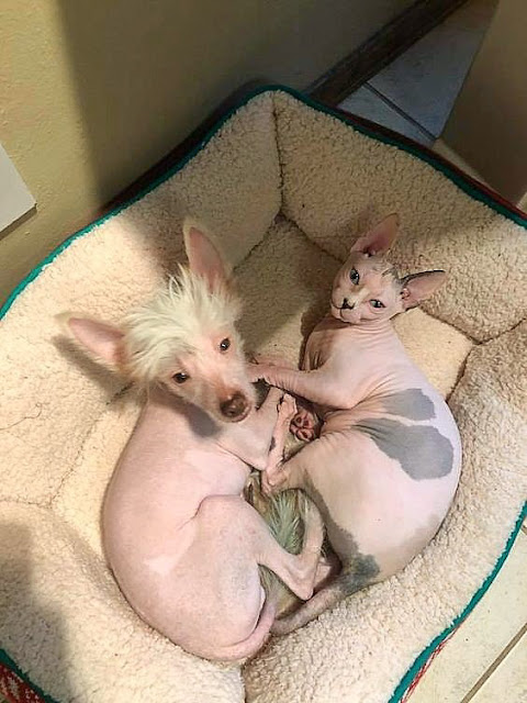 Hairless crested dog in bed with a Sphynx cat