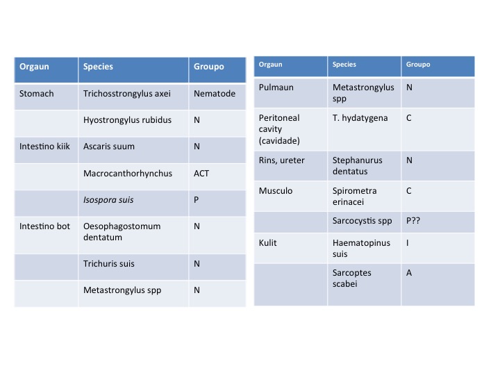 Oesophagostomum venulosum paraziták, Paraziták oesophagostomum venulosum