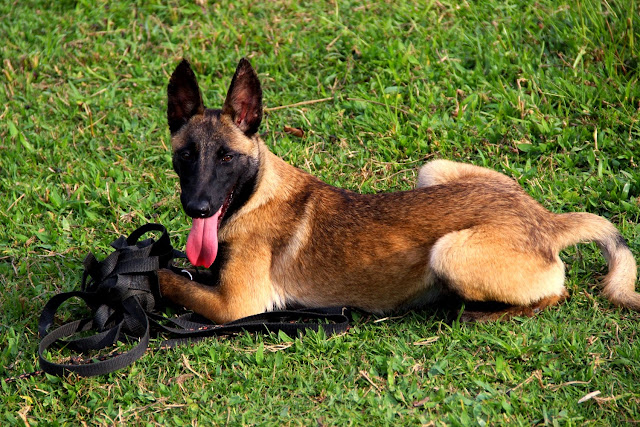 Resultado de imagem para Pastor-belga_Malinois