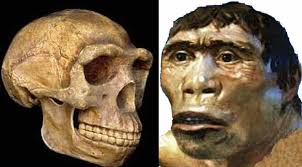 Manusia Purba Pithecanthropus Erectus : Pengertian, Gambar &amp; Penemu