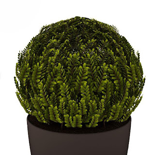 3dsMax高精度植物盆栽3D模型下載