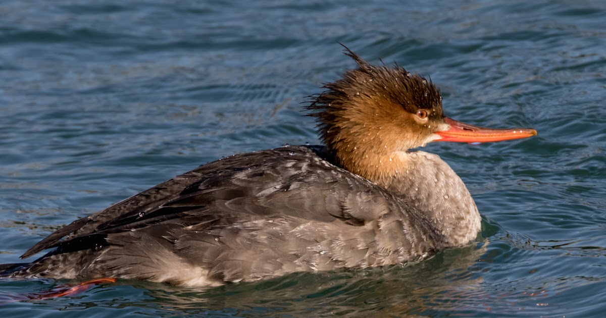 topless-teen-red-breasted-merganser-female-simpson-almost-naked