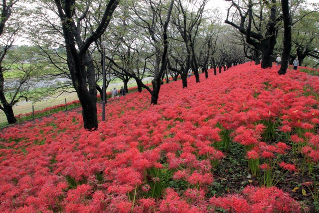 Tokyo Railway Labyrinth Spider Lily Field On The Tobu Line
