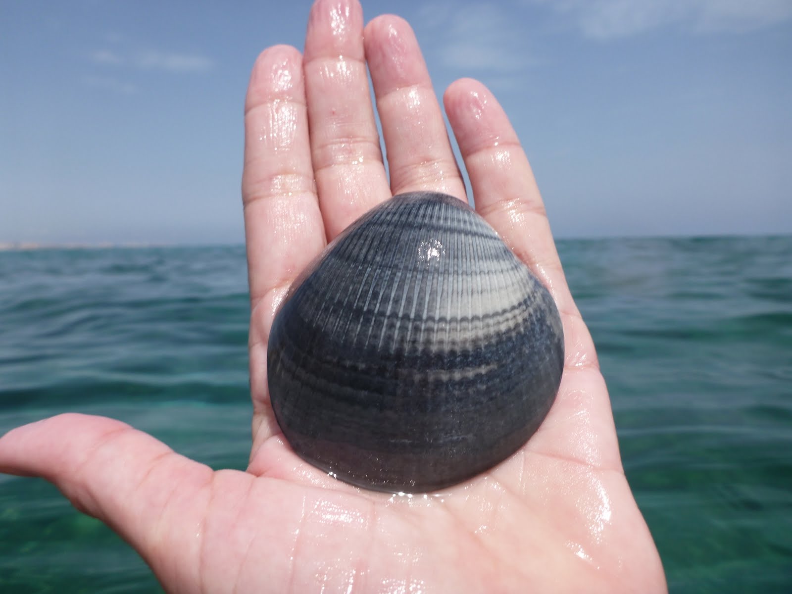 mar menor mar mayor Glycymeris sp. Concha negra