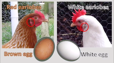 نظرة في ألوان البيض عند الدجاج