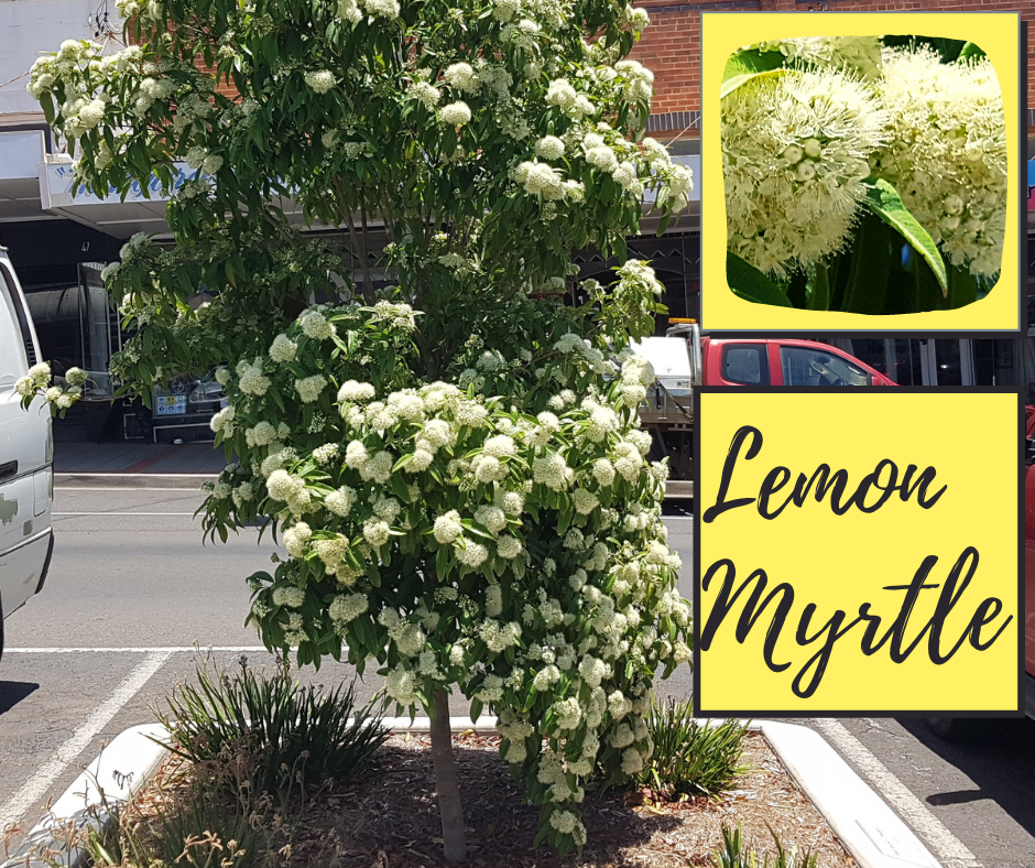 Daleys Fruit Tree Blog Lemon Myrtle (Edible Leaves) WOW Factor
