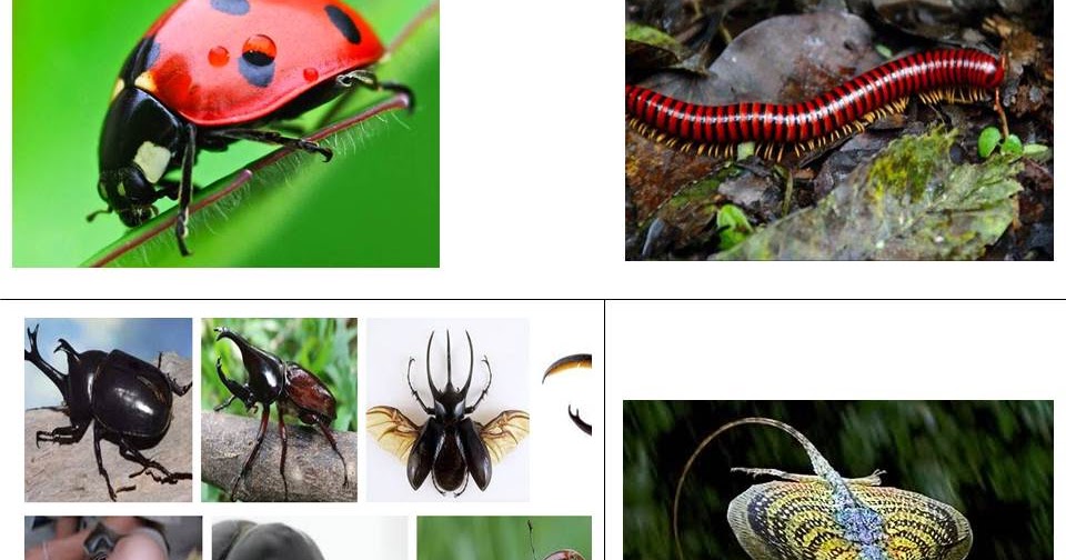 Ngulikyuk Tanpa Kita Sadari Hewan Kecil Berikut Mulai Punah