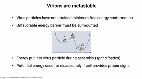 The potential energy of virus construction is like a load spring  (Source: Vincent Racaniello, Columbia, U.)