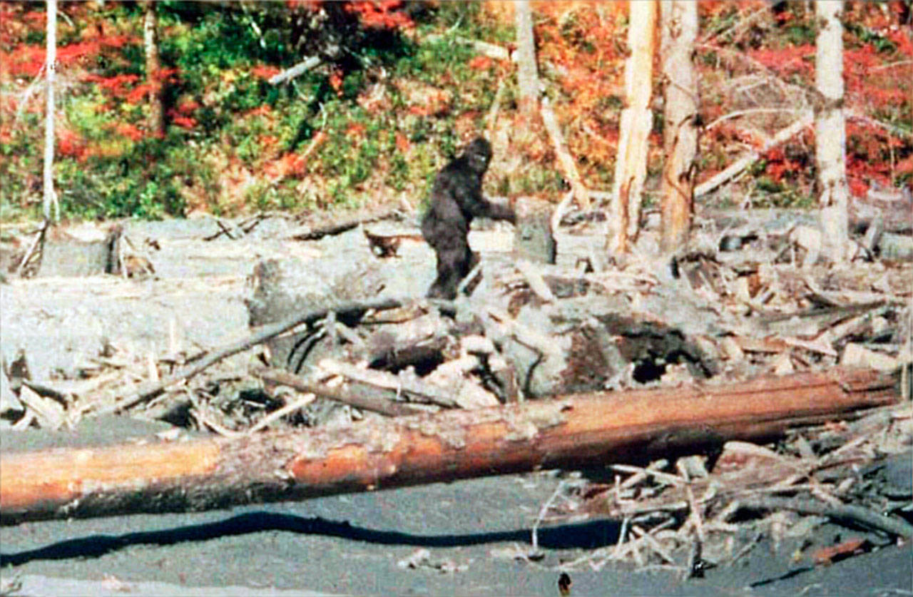паттерсон снежный человек. паттерсон гимлин снежный человек. снежный человек 1967. фильм паттерсона снежный человек. фильм паттерсона – гимлина фильм 1967.