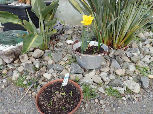 One big daffy blooming in Gramma's old jam making pot