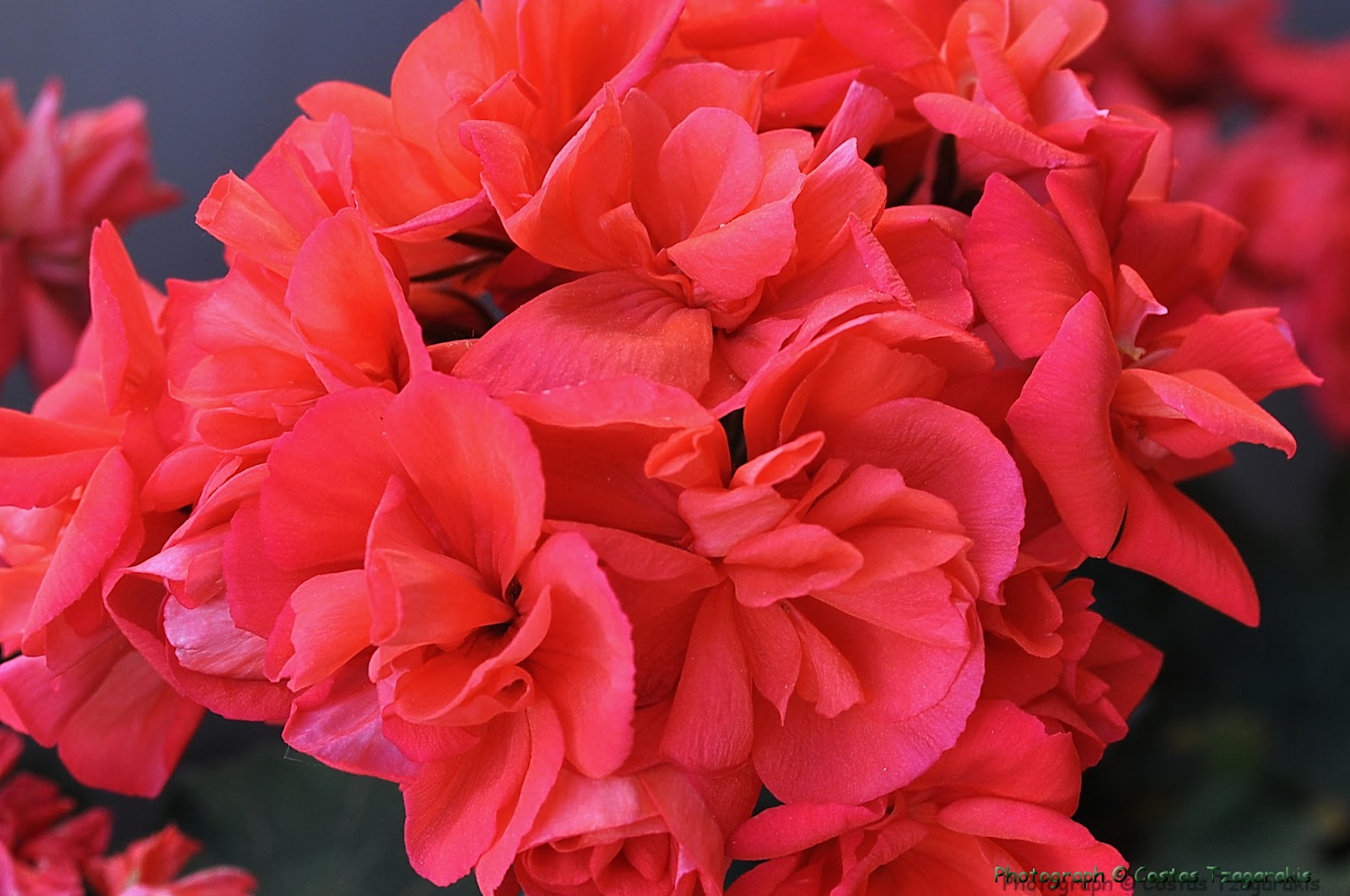 Nature Digital Flowers never end... Τα λουλούδια δεν τελειώνουν ποτέ...