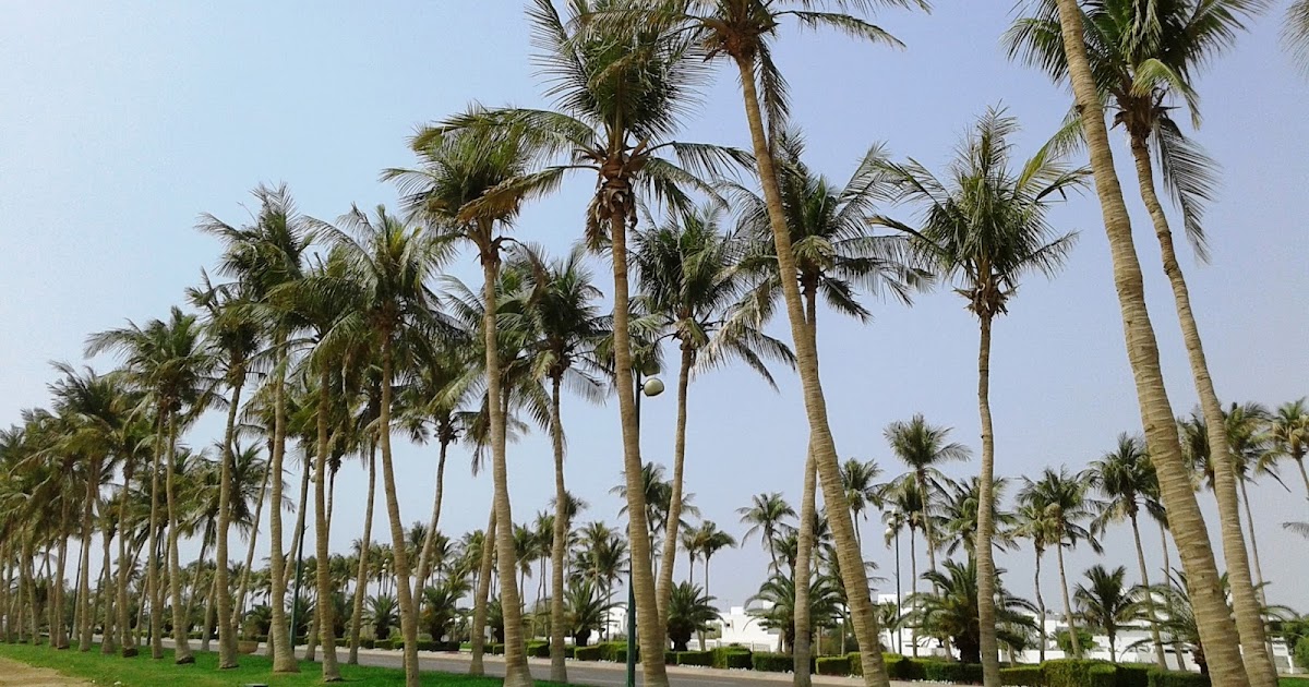 Jeddah Daily Photo Saudi Palms