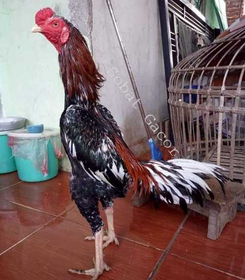 Pakan Bermutu Ayam Bangkok Aduan Sesuai Usia