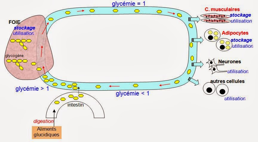 Blablasvt: Spé C2 (16) les organes effecteurs de la régulation de la
