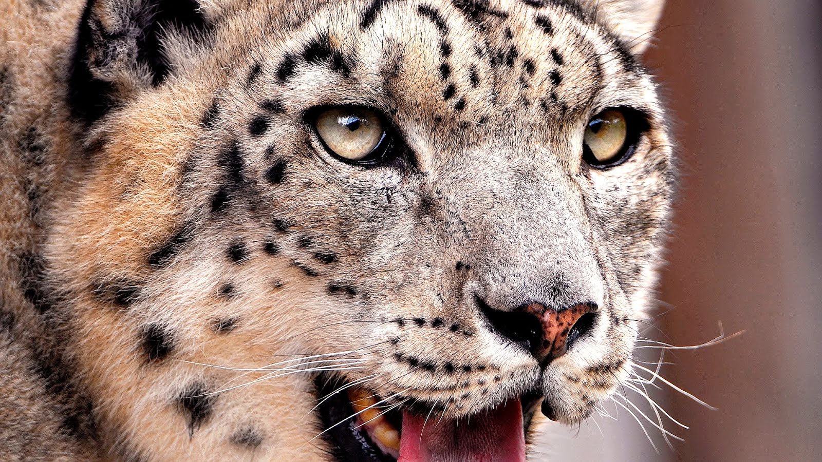How Long Have Snow Leopards Been Endangered - Danger Choices