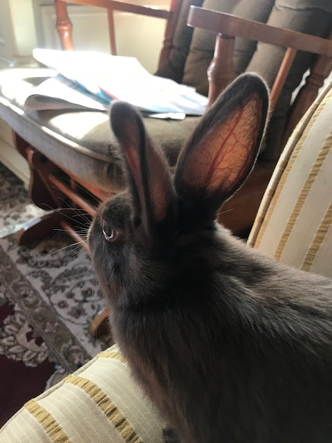 Celene's photo of her bunny