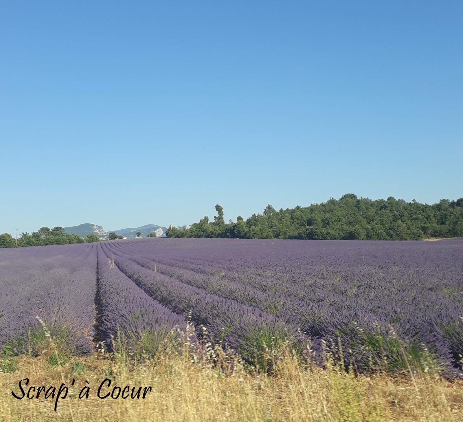 Scrap' à Coeur Le bleu des lavandes...
