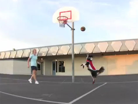 Video : バスケットボールの得意なワンちゃん ! !