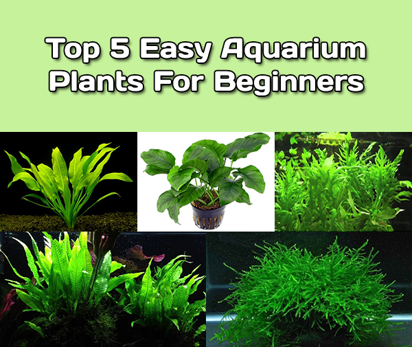 Top 5 Easy Aquarium Plants For Beginners