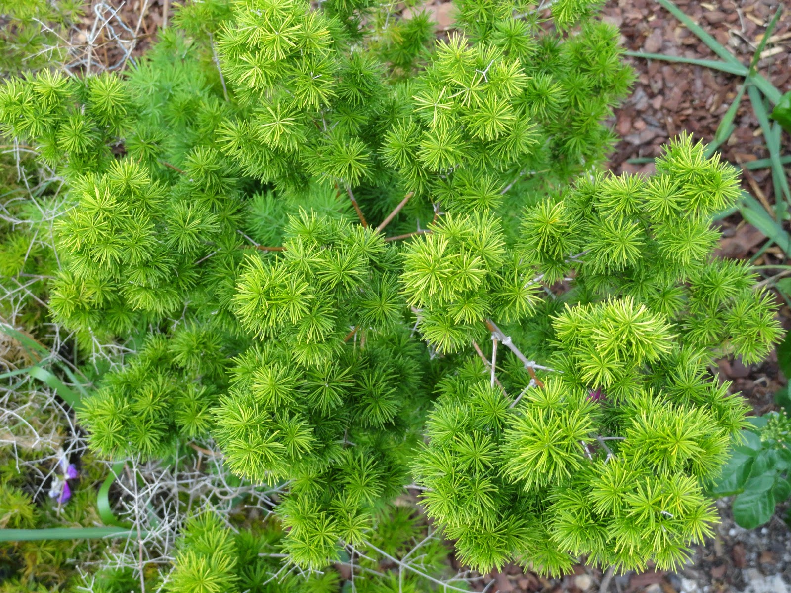 Asparagus umbellatus