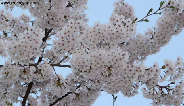 Flores de cerezo en Yeouido