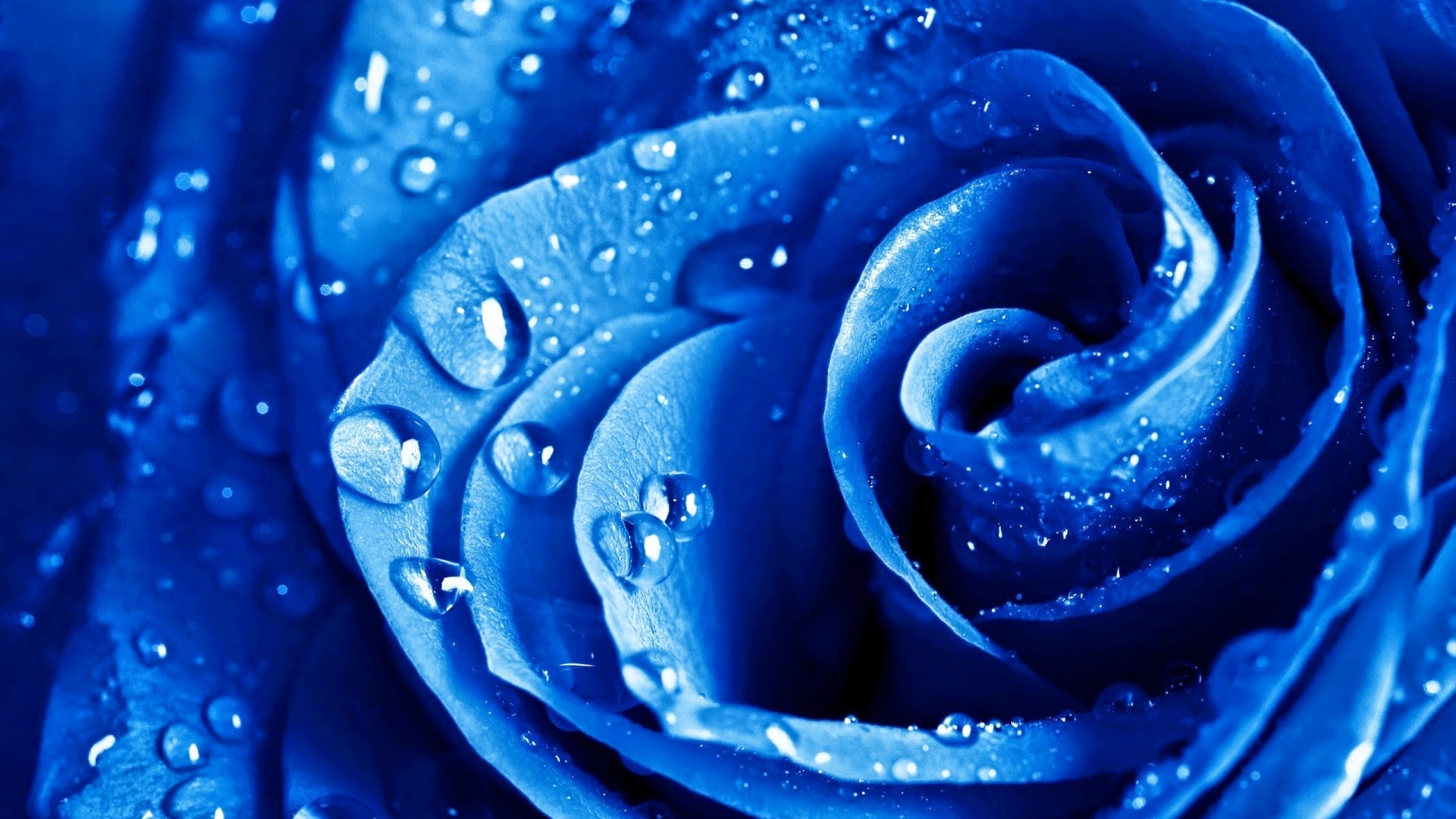 Rosa Azul con Gotas de Agua Full HD en Fondos 1080