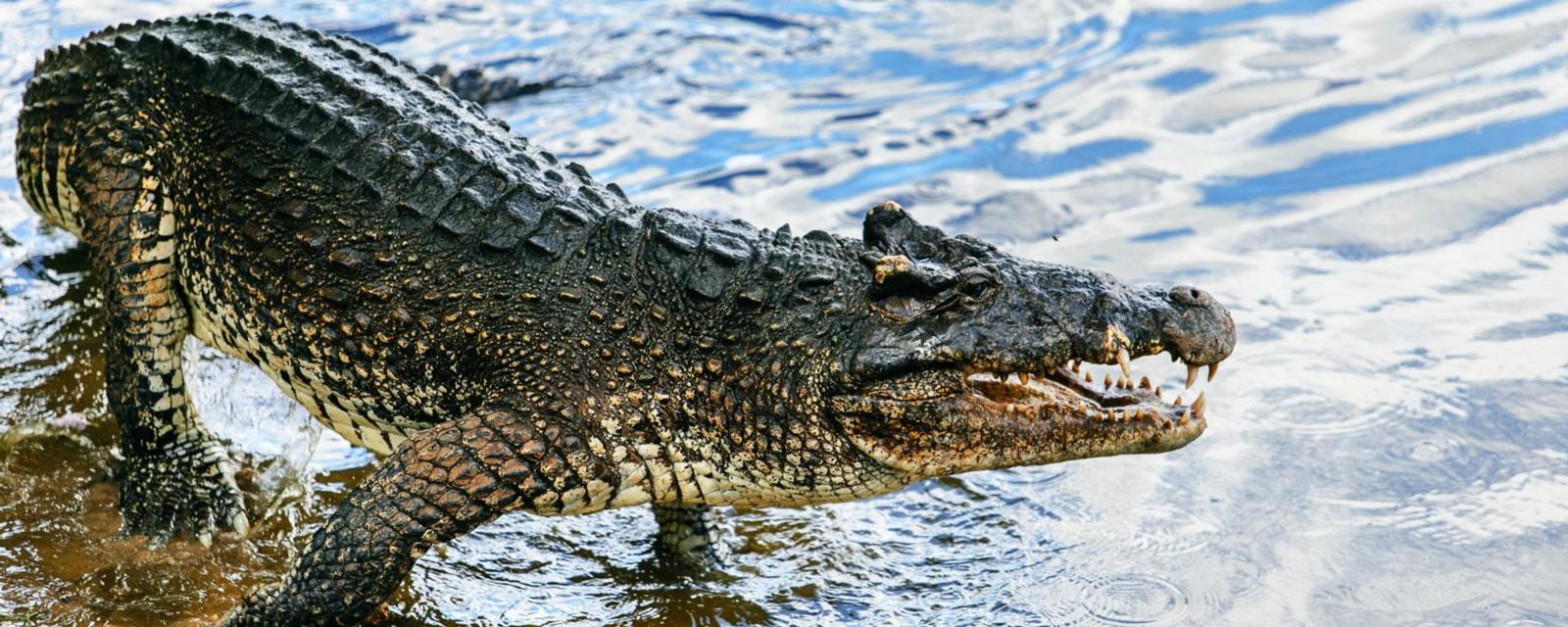 крокодил на суше. аллигатор бежит. пурусаурс крокодил. крокодил бегает. дикий крокодил.