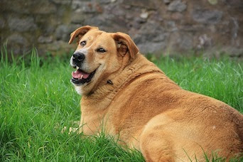  Obesity and the Canine Life Span