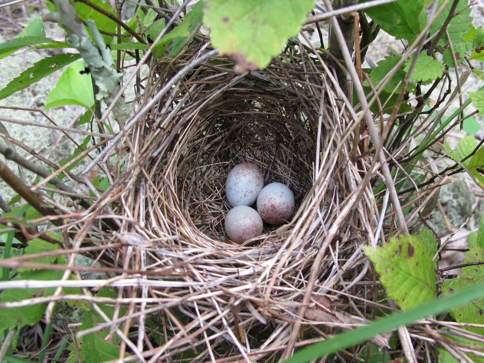 field sparrow eggs