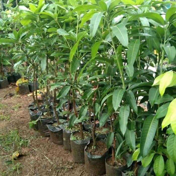 pohon mangga madu afrika super unggul Mandobo