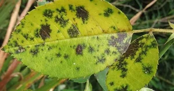 5 Jenis Penyakit yang Sering Terjadi Pada Tanaman Hias