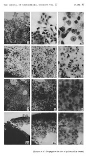 Are hela cells still used image