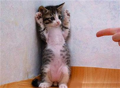 Funny Image Collection: Pictures of Cute Animals doing Funny Things!