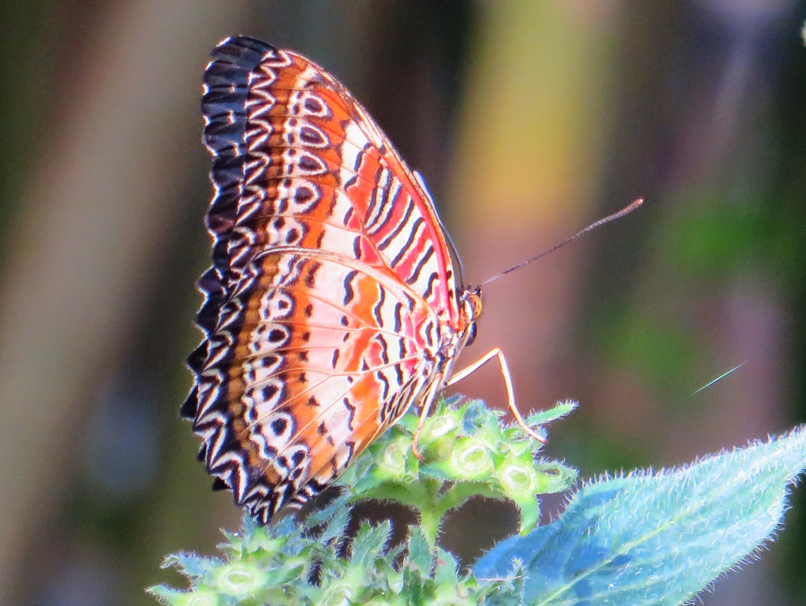 Bodenseewellen: Schmetterlinge im Winter