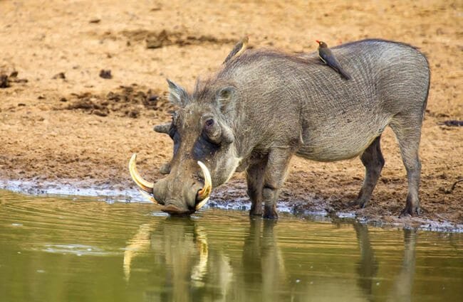 Where Do Warthogs Live Are Warthog Animals Endangered