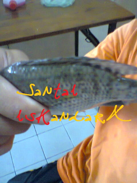 Santai-iskandarX-Flat-Ijau-Din-baru-balik-dari-menangkap-ikan-talatia-iskandarx.blogspot.com