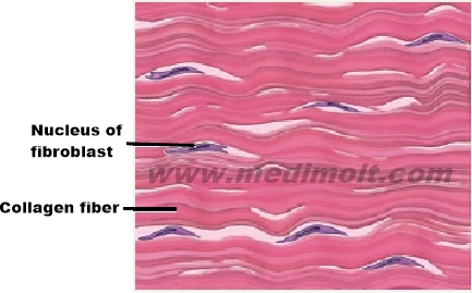 What is Connective Tissue Explain Their Types, Structure, Locations and