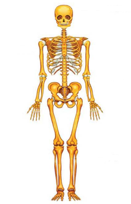 RANGKA, TULANG, SENDI DAN KELAINAN PADA TULANG DAN SENDI SERTA CARA