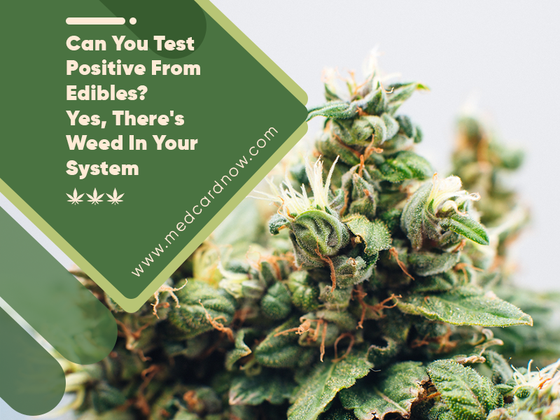 Med Card Now: Can You Test Positive From Edibles? Yes, There's Weed In